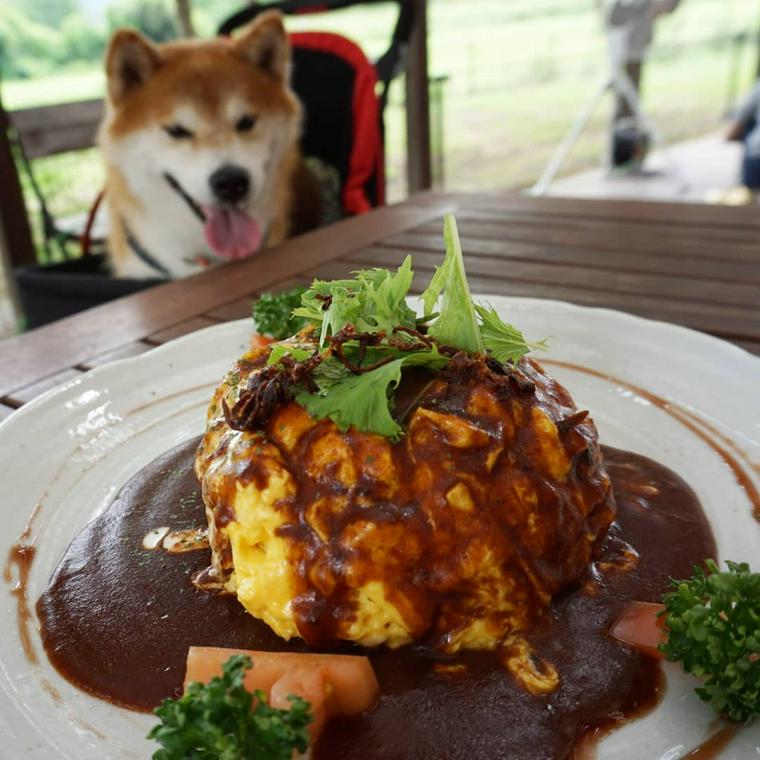 大分県のドッグカフェ ペット同伴可レストランおすすめ7選 食事メニューも充実 ペトコト