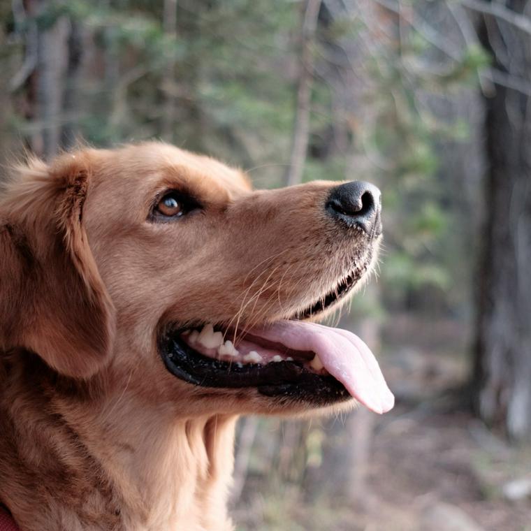 犬は黒豆を食べても大丈夫 おせちの黒豆は糖分が多すぎるのでng ペトコト