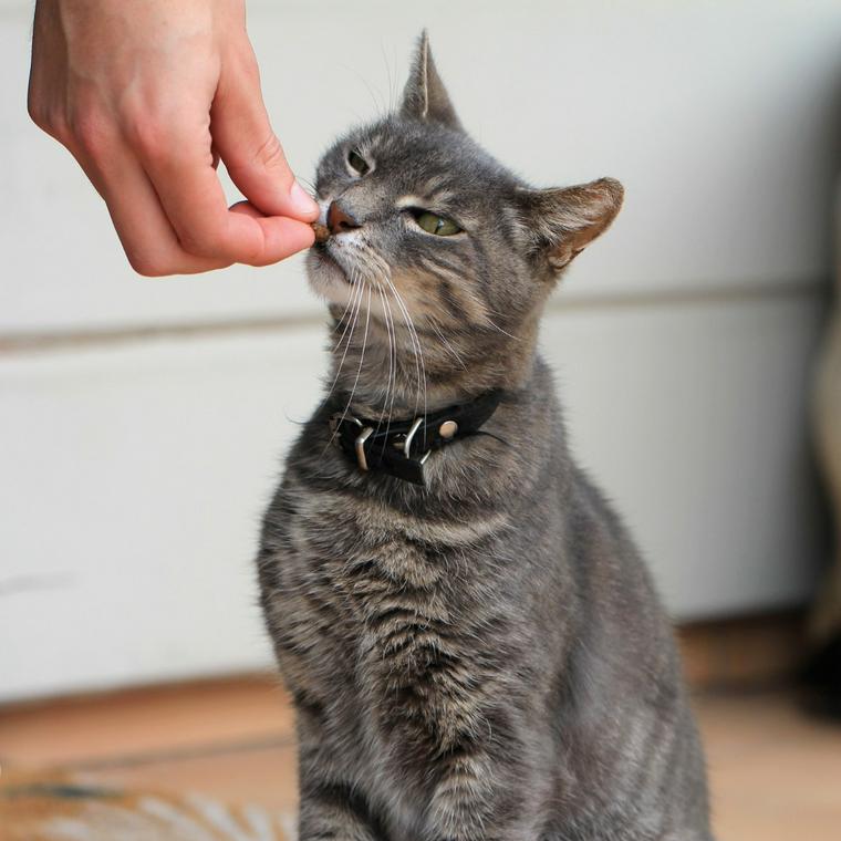 猫はマグロの刺身を食べても大丈夫 水銀中毒の危険性など注意点を解説 ペトコト
