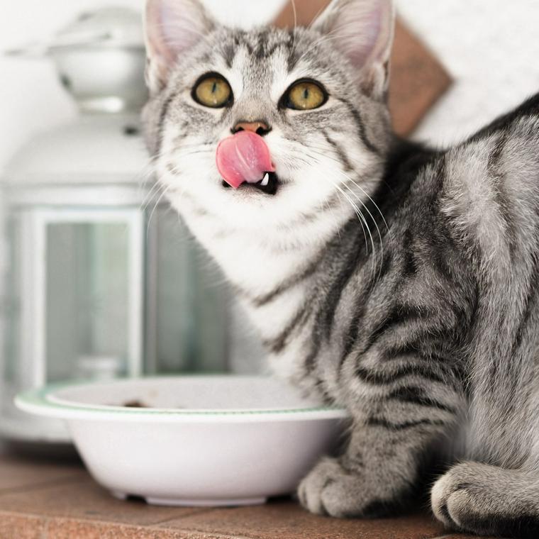 猫はささみを食べても大丈夫 与える際の注意点などを解説 ペトコト
