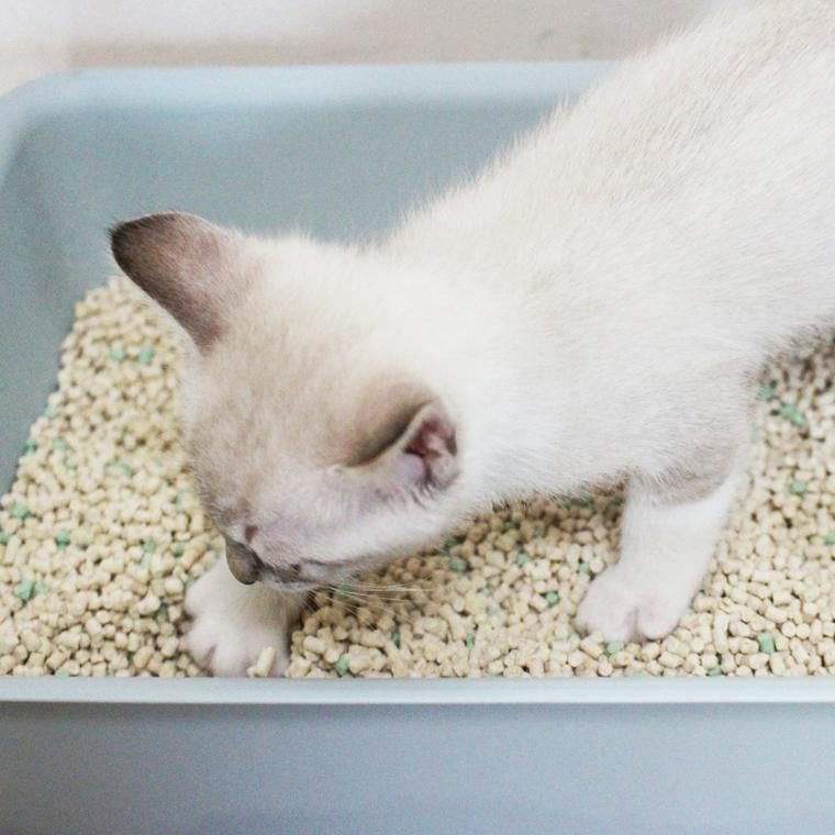 猫用トイレの中に入っているキジトラの猫