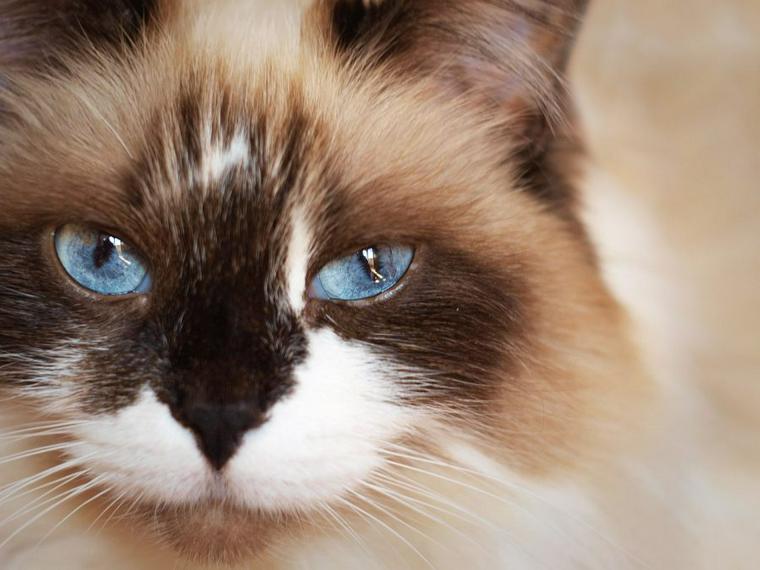 猫が目を細めるときの5つの意味 嬉しいサインと病気の可能性も解説 ペトコト