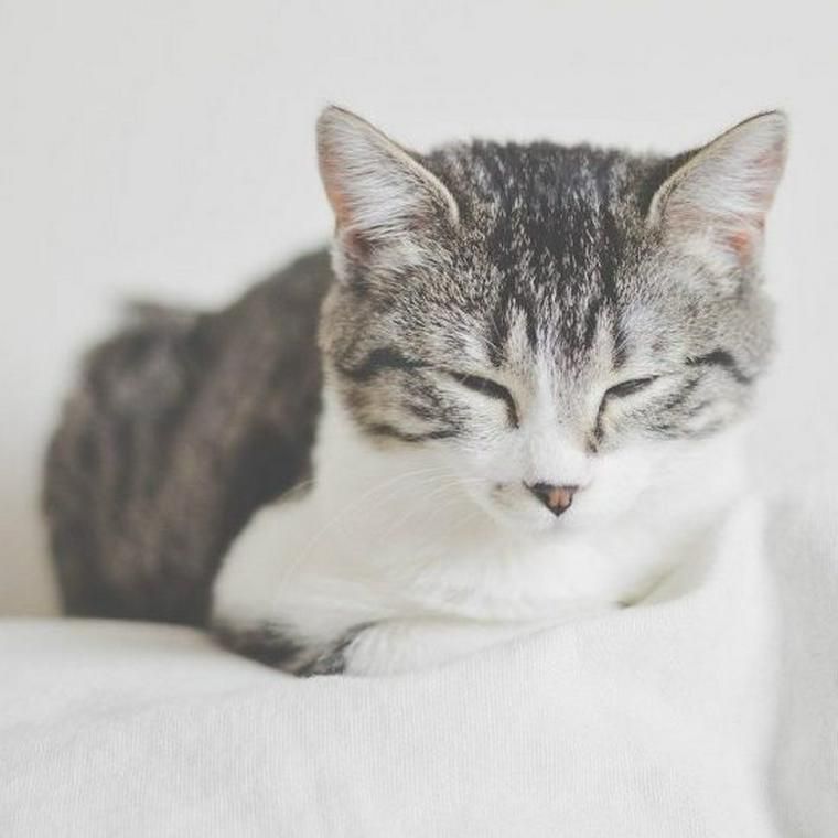 猫が目を細めるときの5つの意味 嬉しいサインと病気の可能性も解説 ペトコト