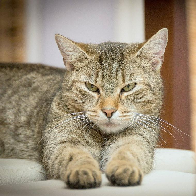 猫