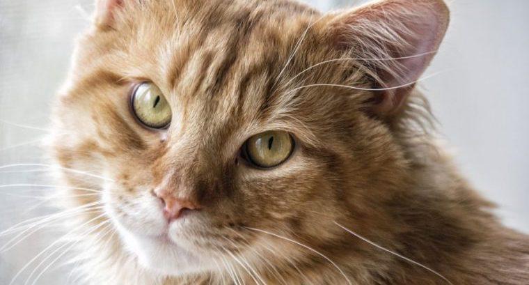 猫が首をかしげる7つの理由とは？隠された気持ちや病気の可能性を解説