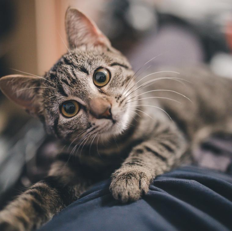 猫が首をかしげる7つの理由とは 隠された気持ちや病気の可能性を解説 ペトコト