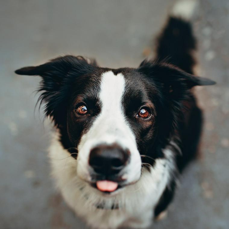 犬は豚肉を食べても大丈夫 アレルギーや脂身の多い部位には注意 ペトコト