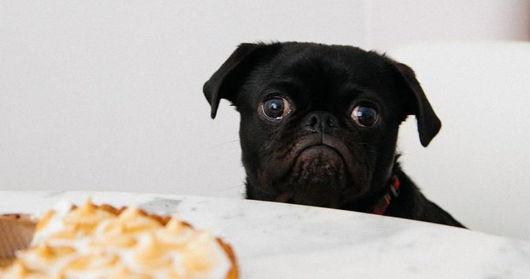 犬は黒糖を食べても大丈夫？　白砂糖との違いや栄養成分を解説