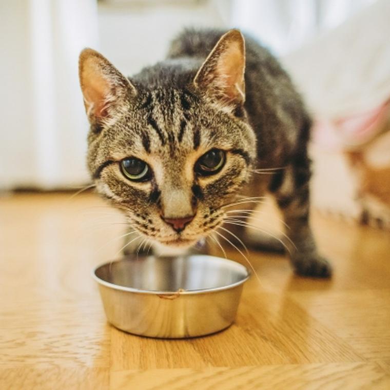 猫は牛肉を食べても大丈夫 生肉やアレルギーには注意が必要 ペトコト