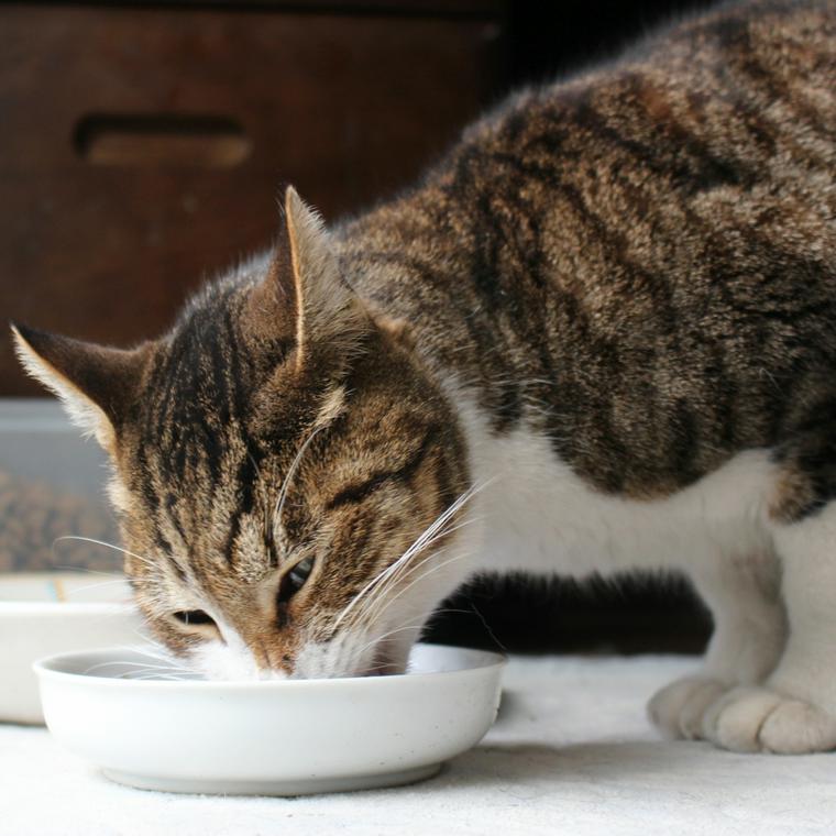 食事する猫