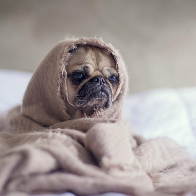 毛布をかぶる犬