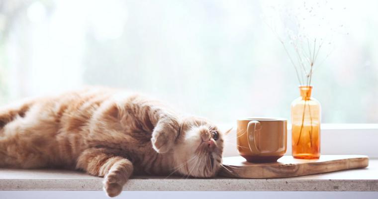 猫が紅茶を飲むのはNG！各成分の影響やカフェインの致死量を解説