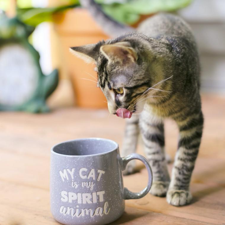 猫が紅茶を飲むのはNG！各成分の影響やカフェインの致死量を解説 