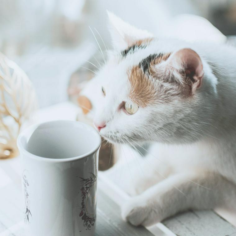 猫が紅茶を飲むのはNG！各成分の影響やカフェインの致死量を解説 