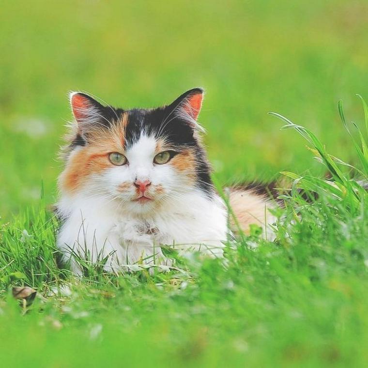 猫が緑茶を飲むのはNG！カフェインやシュウ酸の危険性を解説  ペトコト