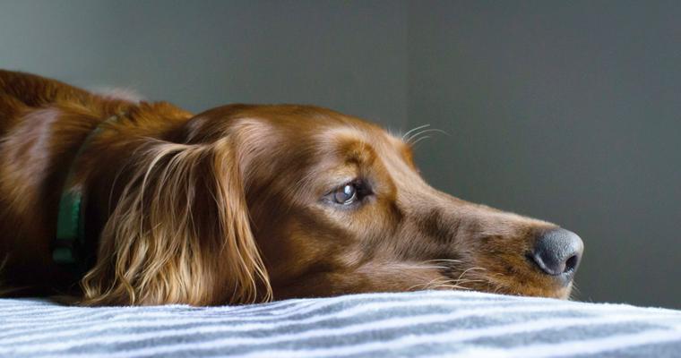 犬が漂白剤をなめると危険 考えられる症状と対処法