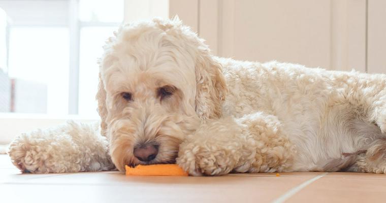 【獣医師執筆】犬はにんじんを食べても大丈夫！皮や生などの与え方の注意点を解説