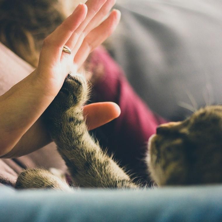 猫はレタスを食べても大丈夫 与え方や与える際の注意点を解説 ペトコト