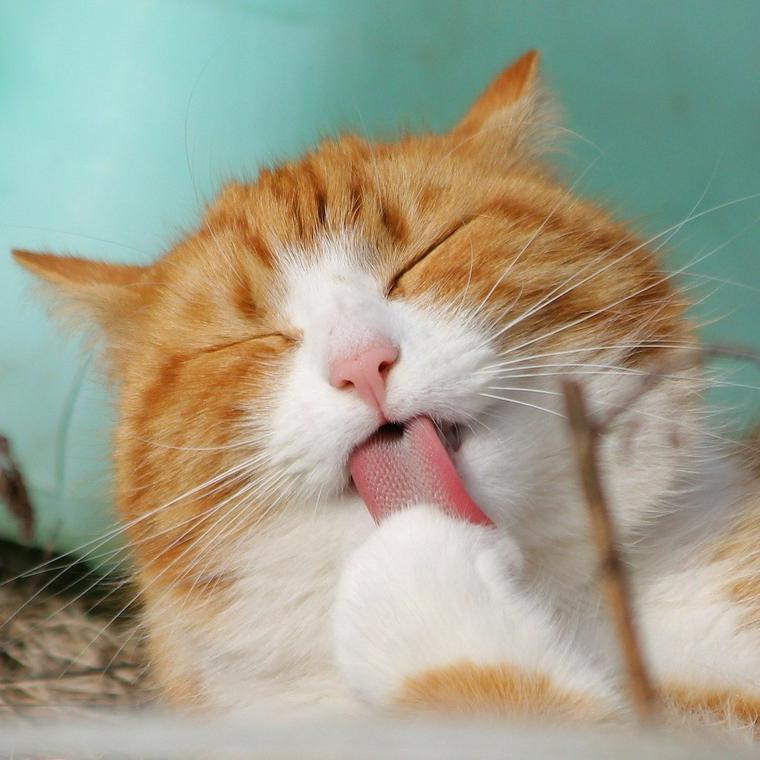 猫はちくわを食べても大丈夫 塩分過多やアレルギーに注意 ペトコト
