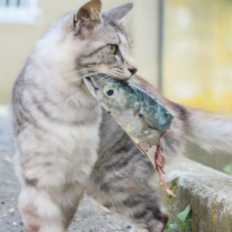 猫は魚を食べても大丈夫 魚の成分や与える時の注意点を解説 ペトコト