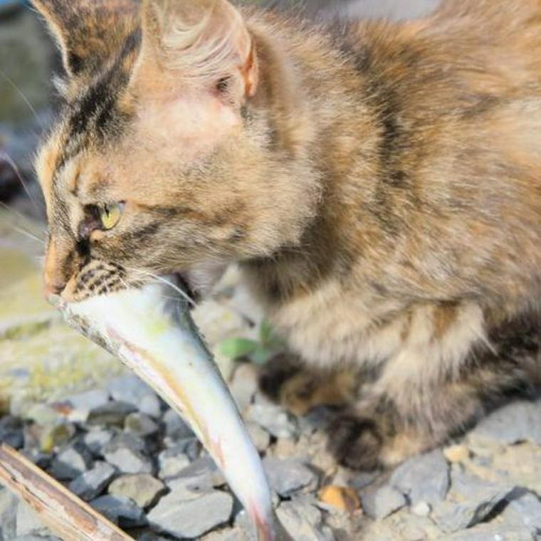 猫は魚を食べても大丈夫 魚の成分や与える時の注意点を解説 ペトコト