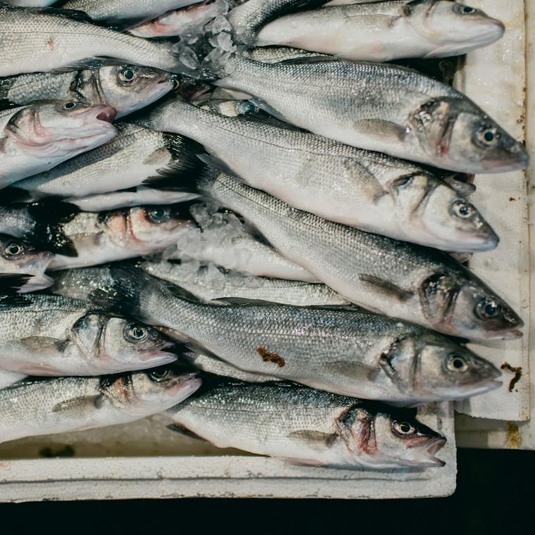 猫は魚を食べても大丈夫 魚の成分や与える時の注意点を解説 ペトコト