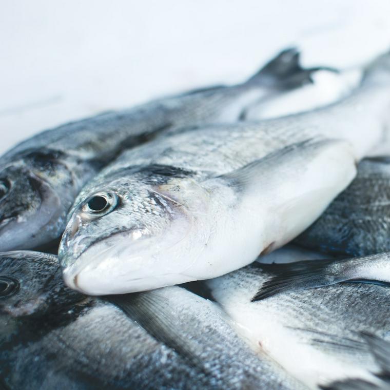 猫は魚を食べても大丈夫 魚の成分や与える時の注意点を解説 ペトコト