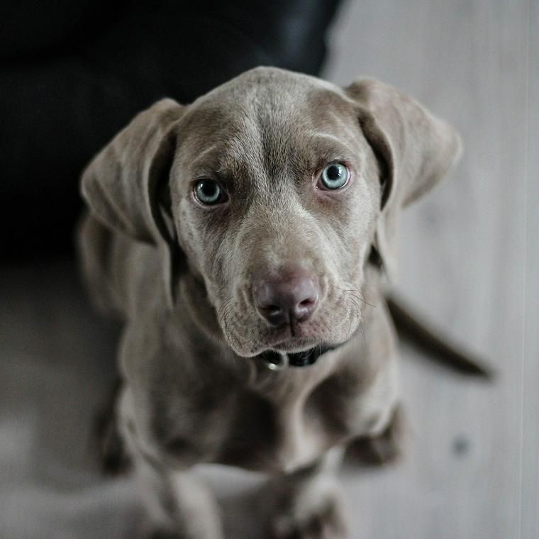 犬に塩を舐めさせても大丈夫 吐かせるために使うのは危険 ペトコト