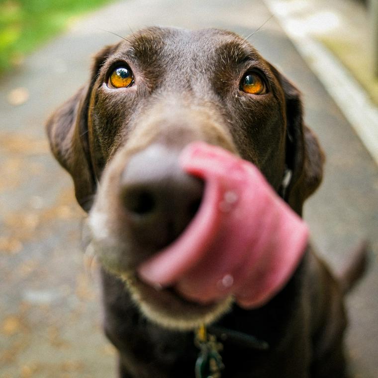 犬はヨーグルトを食べても大丈夫 与えるメリットや注意点などを紹介 ペトコト