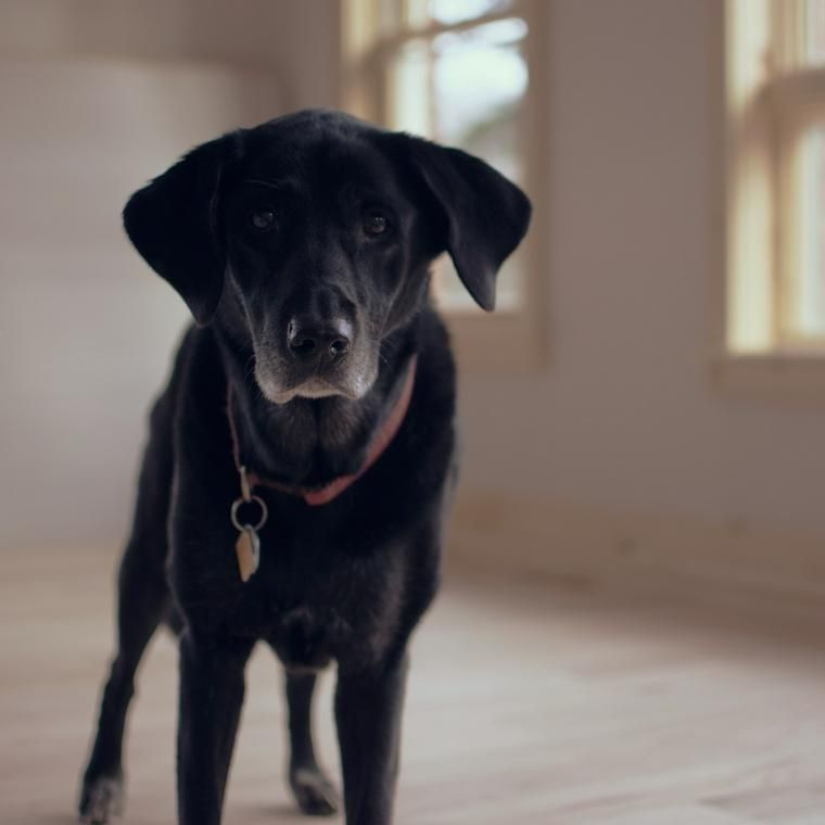 犬にアボカドを食べさせるのは危険 中毒症状や対処法を紹介 ペトコト