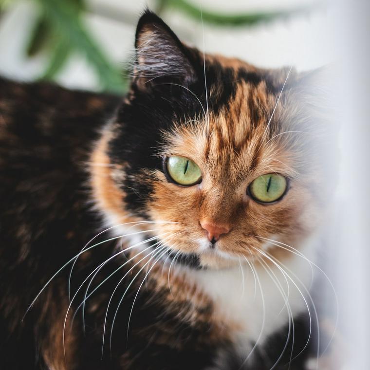 猫