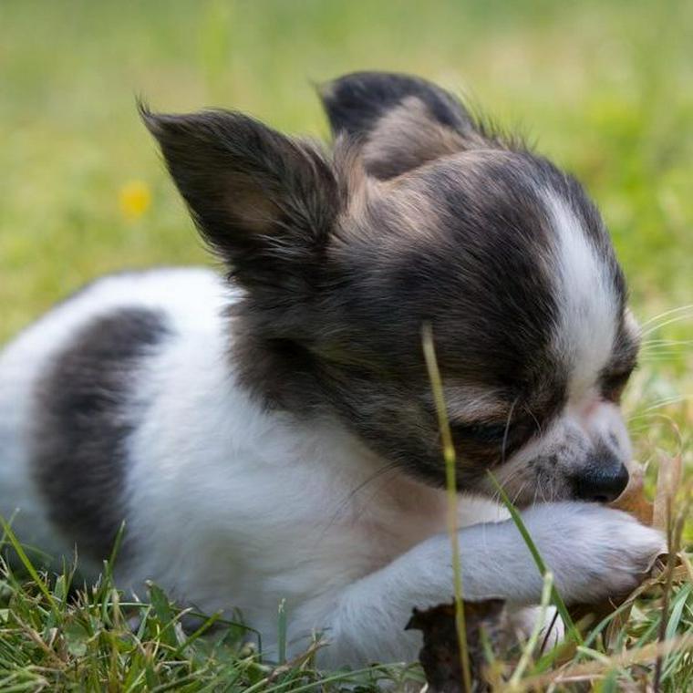 犬の狼爪とは ケアの仕方や手術について解説 ペトこと