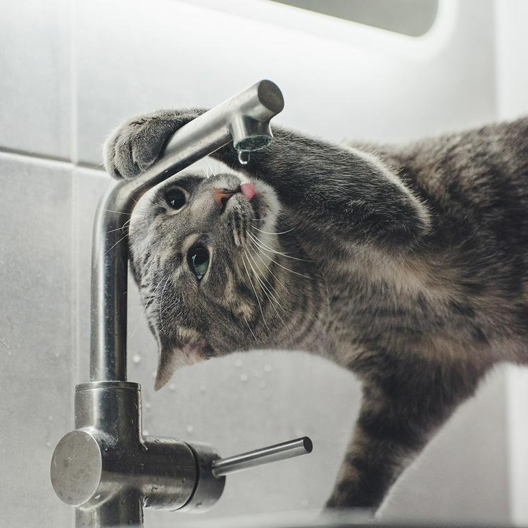 水道から水を飲む猫