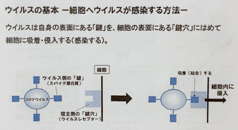 細胞がウイルス感染するメカニズム