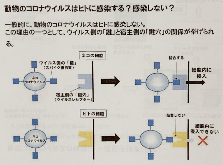 感染しない理由