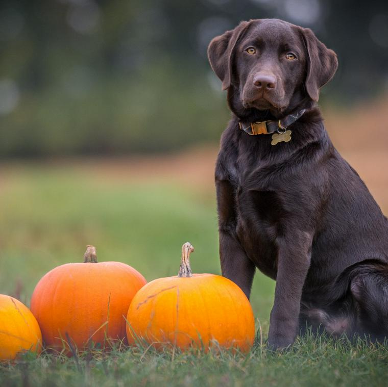 犬はかぼちゃを食べても大丈夫 与えていい量や注意点を栄養管理士が解説 ペトコト