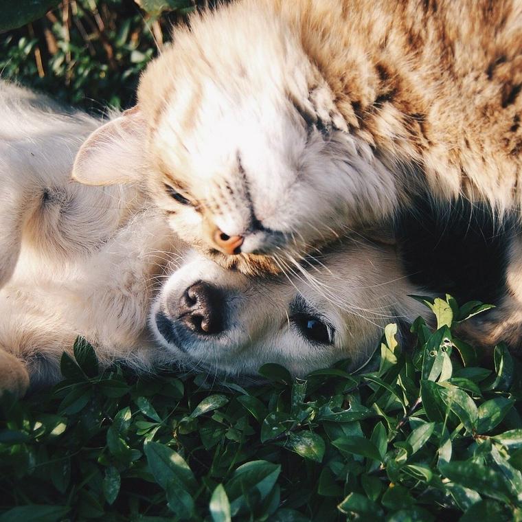 犬と猫