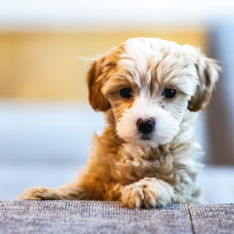 犬はアロエを食べても大丈夫 下痢や腎炎の可能性があるためng ペトコト