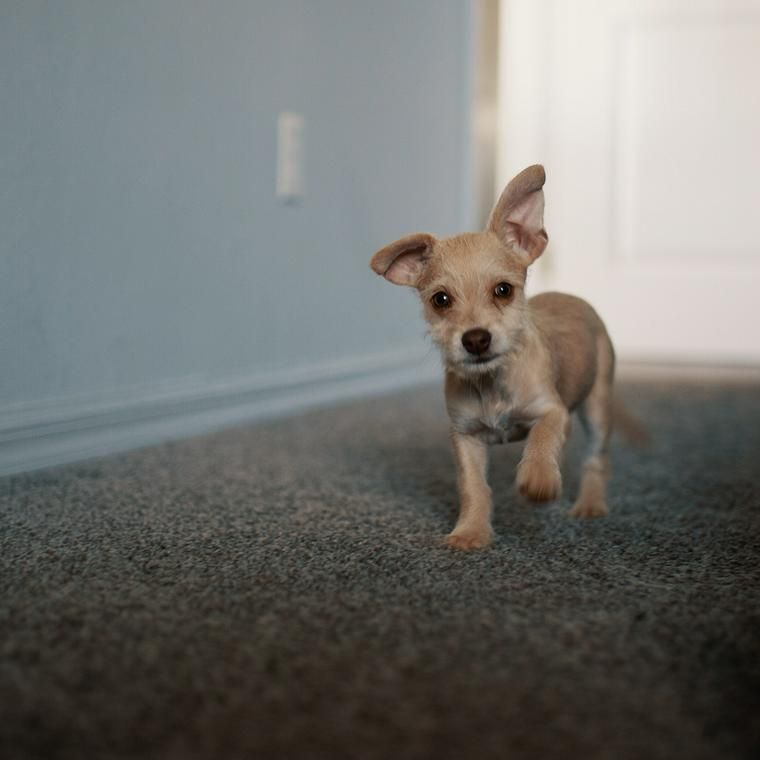 犬に里芋を与える際の注意点