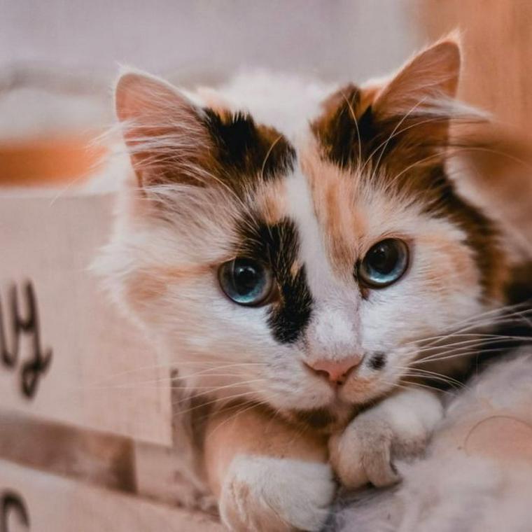 猫にクッキーを与えるのはng 猫用クッキーや通販で買える猫モチーフギフトを紹介 ペトコト