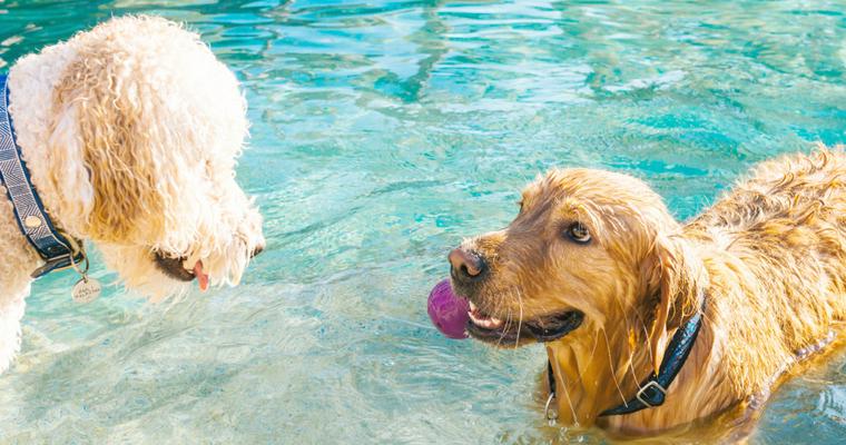 犬にどんな水をあげればいい? 飲水量や容器、飲まない場合の原因まで紹介