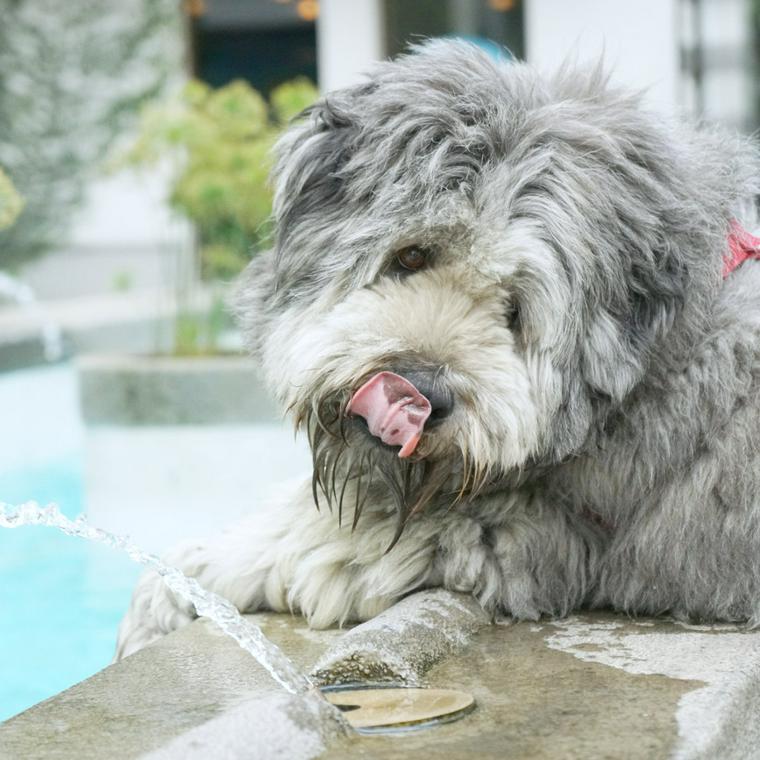 犬が飲んでも大丈夫な水とは 飲まない場合の原因や給水タイプも紹介 ペトコト