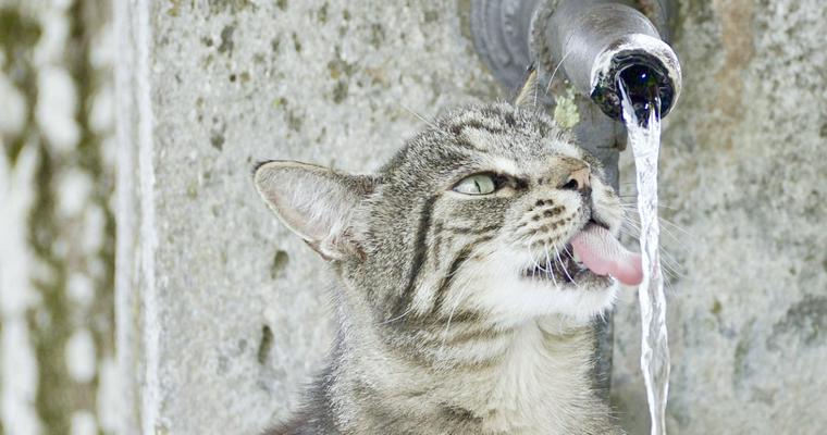 猫は水を飲まないからこそ注意が必要！1日に必要な量や飲まない子の対処法