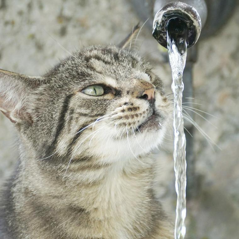 猫に与えてもいい水・与えてはいけない水を栄養管理士が解説 | ペトコト（PETOKOTO）