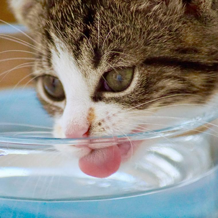 猫は水を飲まないからこそ注意が必要！1日に必要な量や飲まない子の 