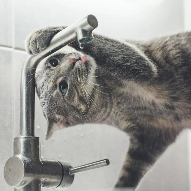 水を飲む猫