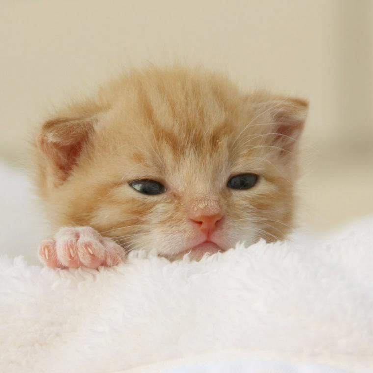 子猫