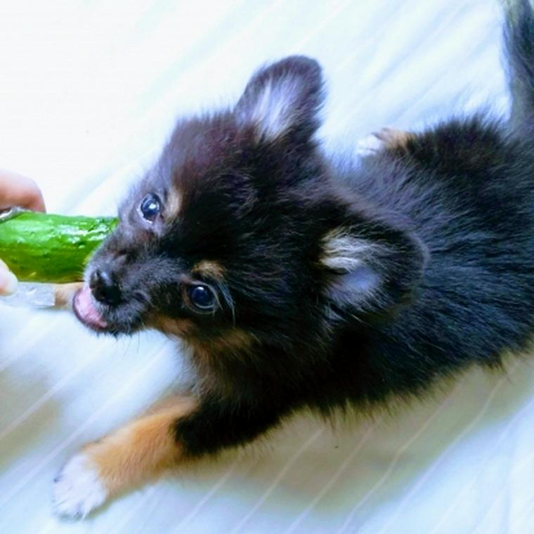 専門家監修 犬はきゅうりを食べられる きゅうりの成分や与える際の注意点を解説 ペトこと