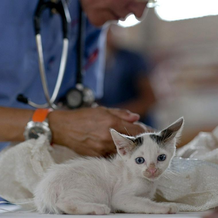 猫のお腹が膨れるときは重大な病気の可能性も 原因や治療法を獣医師が解説 ペトコト
