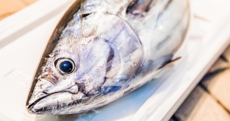 【獣医師執筆】犬にカツオ（鰹）を与えても大丈夫！栄養素や与え方の注意点を解説